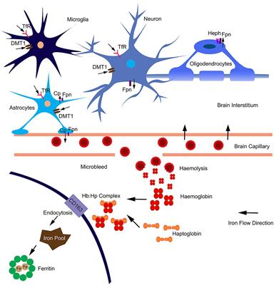 Nitric Oxide, Iron and Neurodegeneration